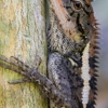 K&R Wildlife Trapping and Removal gallery