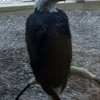 Carpenter Nature Center gallery
