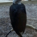 Carpenter Nature Center - Carpenters