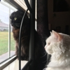 Pampurred Cat Veterinary Hospital gallery