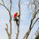 Alhei Tree Service Corp - Tree Service