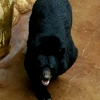 Three Bears gallery