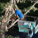 Grove Tree Service & Landscaping - Tree Service