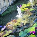 Pond Solutions - Home Improvements