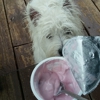 Stuart Pet Pals LLC gallery