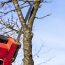 Creative Tree Service - Tree Service