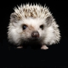 Muddy Creek Hedgehogs LLC gallery