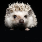 Muddy Creek Hedgehogs LLC