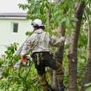 Mr. Beaver Tree Services - Tree Service