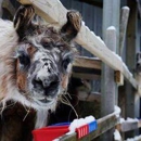 Storybook Farm Llama Trekking Bed & Breakfast