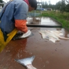 Tanner's Fresh Fish Processing gallery