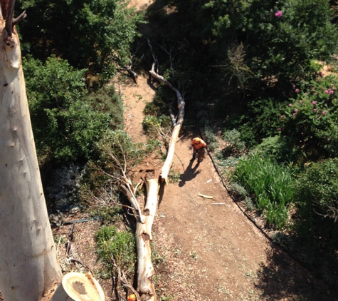 Steve McGrath's Tree Service - Parkes, NSW