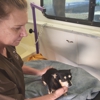 Clipper Wagon Mobile Pet Grooming gallery