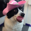 Haute Pets Mobile Grooming - Pet Grooming
