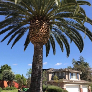 CM Precision Tree and Landscaping - San Diego, CA