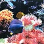 Aquarium Imports