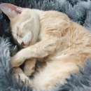 Creatures Great & Small Vetry - Veterinary Clinics & Hospitals