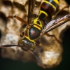 Chemwel Pest Control, Inc gallery