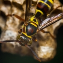M & B Termite and Pest Control - Pest Control Equipment & Supplies