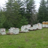 Farmer Gene's Bees gallery