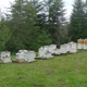 Farmer Gene's Bees