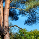 All Island Tree Service Corp - Tree Service