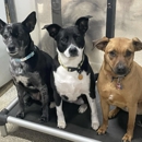 Playtime Pet Resort - Pet Services