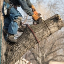 Martinsen Tree Service - Tree Service