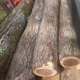 Me & We Tree Service