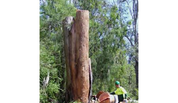 Sapphire Coast Tree Service & Tower Hire - South Pambula, NSW