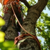 Willco Tree gallery