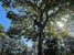 Treepeeps Sydney - Tree & Stump Removal Services