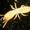 The Original Bugman Pest Elimination Inc gallery
