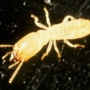 The Original Bugman Pest Elimination Inc