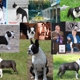 Freedom Dog School & Boarding Kennel - Home of Freedom Boston Terriers