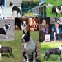 Freedom Dog School & Boarding Kennel - Home of Freedom Boston Terriers