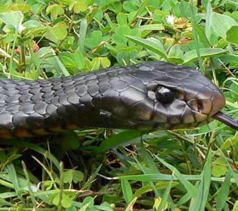 Snake Removal Services - Lawnton, QLD