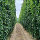 The Brewery at Four Star Farms