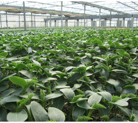 Virginia Nursery Pty Ltd - Virginia, SA