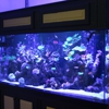OCD Reefs gallery