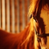 Autumn Creek Stables Riding Academy gallery