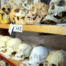 The Bone Room - Nature Centers