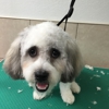 At Your bark N' Call Dog Grooming gallery