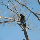 All Season Tree Care - Arborists