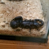 Fondren Fish & Pets gallery