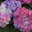 Bordine's - Nurseries-Plants & Trees