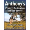 Anthony's Property Restoration and Tree service gallery