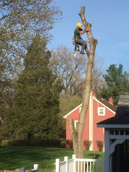 All Seasons Tree Care - Bethlehem, PA. Almost done.