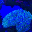 Fish & Coral Paradise - Aquariums & Aquarium Supplies