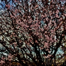 Maonovisions Photography - Photography & Videography